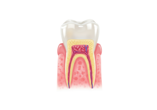 Isolated cross-section diagram illustrating the structure and layers of a human tooth