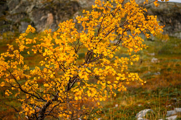 Autumn birch tree with yellow leaves in tundra of Lapland Finland