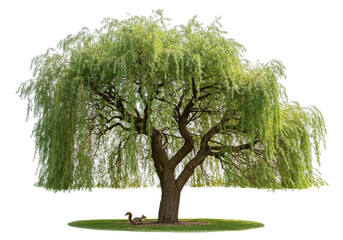 Isolated Weeping Willow tree with lush green foliage and a Squirrel at the base, nature scene © Aline