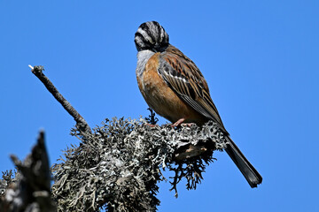 male Rock bunting // Zippammer - Männchen (Emberiza cia) 