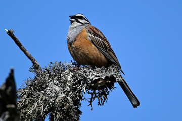 male Rock bunting // Zippammer - Männchen (Emberiza cia) 