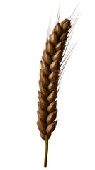 Fototapeta premium Single stalk of wheat head with golden brown grains