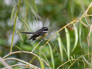 Grey Fantail (Rhipidura albiscapa) perched in a weeping Willow tree.