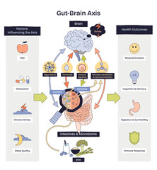 Fototapeta na wymiar Gut-brain axis visual explains two-way signaling between brain and intestines via the vagus nerve, affecting mood, memory, digestion, and immunity. Doodle style diagram