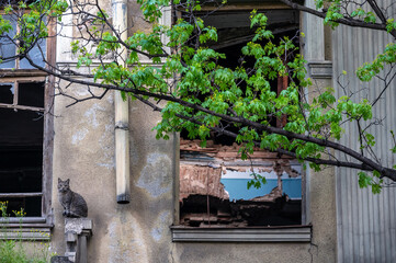 Grey cat relaxing on an abandoned building in the center of Tbilisi, Georgia