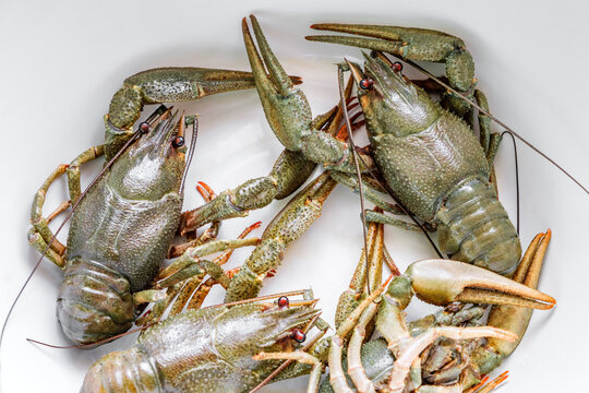 live fresh crayfish, close-up