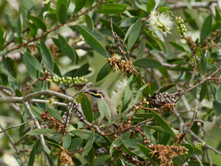 Yellow-faced Honeyeater (Caligavis chrysops) perched on a Eucalyptus tree with white flowers.