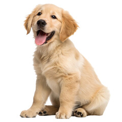 A golden retriever puppy sitting with a playful expression, tongue out, showcasing its soft fur and cheerful demeanor.