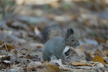 落ち葉の上を歩くエゾリス