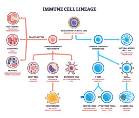 Immune cell lineage brief diagram maps stem-to-progenitor branching, showing hematopoietic stem cell splitting into myeloid and lymphoid paths, key T cell, B cell, macrophage. Outline diagram