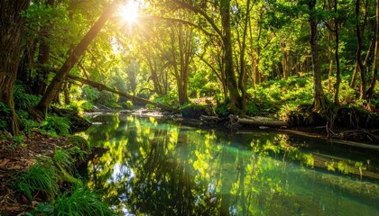 Peaceful forest stream with sunlight filtering through lush green trees and reflecting on calm water.