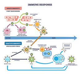 Immune response brief flow shows innate to adaptive stages with T cells, B cells, and antibodies defeating pathogens, cells interact over time from exposure to memory. Outline diagram