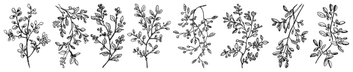 Hand Drawn Botanical Winter Branch and Berry Sketch Set Vector Christmas Greenery