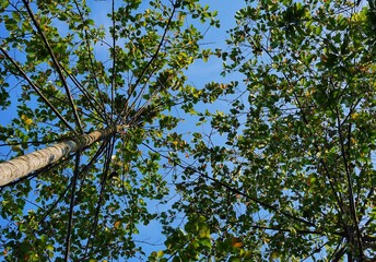 tree branches against blue sky