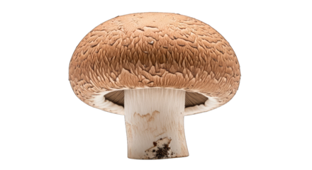 Close up of a single brown mushroom on a black background