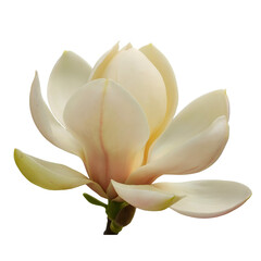 Elegant creamy white magnolia flower with delicate petals and a soft yellow hue isolated on transparent background