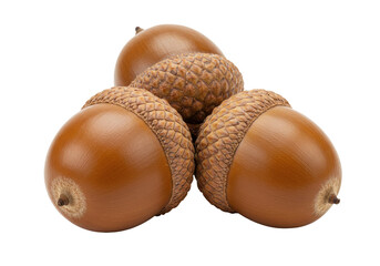Isolated acorns, close up studio shot, autumn symbol, oak tree seed with protective cap