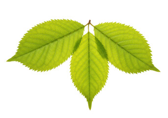 Isolated Spring Cherry Leaves Cluster, Green Color, Close-up, Natural Freshness on Display