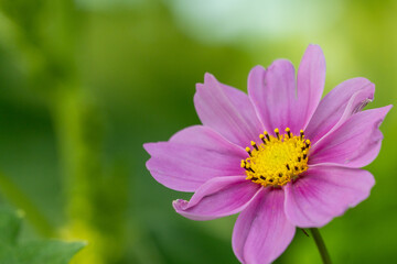 Fototapeta premium コスモスの写真