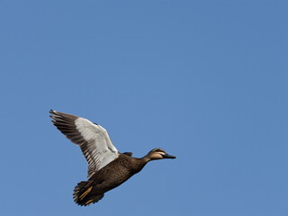 Pacific Black Duck (Anas superciliosa) in flight with clear blue-sky background.