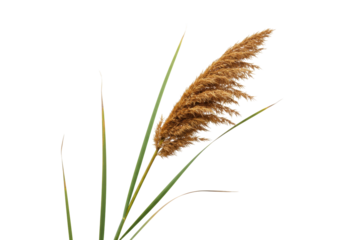 Isolated brown plume of pampas grass on stems with green leaves against clear backdrop