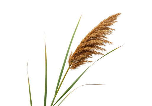 Isolated brown plume of pampas grass on stems with green leaves against clear backdrop - Powered by Adobe