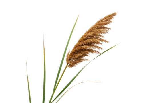 Isolated brown plume of pampas grass on stems with green leaves against clear backdrop