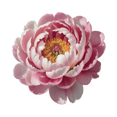 Pink peony flower in full bloom showcasing delicate petals and vibrant yellow stamen isolated on transparent background