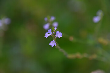 クマツヅラの花のクローズアップ