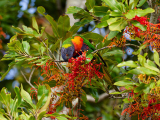 Rainbow Lorikeet (Trichoglossus moluccanus) perched in a flowering Australian Firewheel Tree (stenocarpus sinuatus).