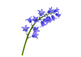 Isolated common bluebell flower blossoms isolated to enhance design work and more uses