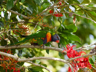 Rainbow Lorikeet (Trichoglossus moluccanus) perched in a flowering Australian Firewheel Tree (stenocarpus sinuatus).