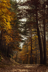 Autumn season in Route of the Waterfalls of Puente Ra, Sierra Cebollera Natural Park, Cameros, La Rioja, Spain