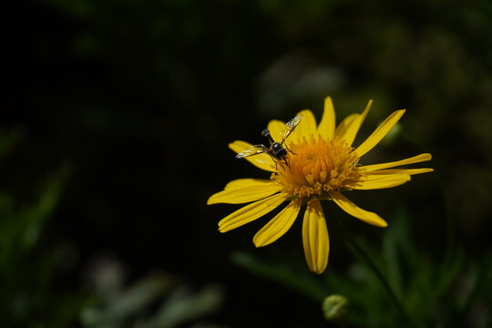 Close-up of a small insect perched on a bright yellow daisy flower in natural sunlight. The dark blurred background emphasizes the vibrant petals and delicate wings, creating a calm, nature-inspired m