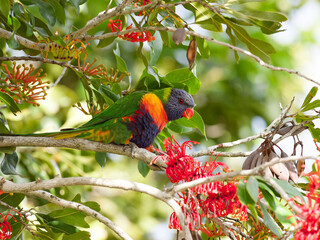 Rainbow Lorikeet (Trichoglossus moluccanus) perched in a flowering Australian Firewheel Tree (stenocarpus sinuatus).