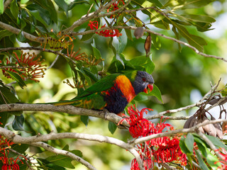 Rainbow Lorikeet (Trichoglossus moluccanus) perched in a flowering Australian Firewheel Tree (stenocarpus sinuatus).