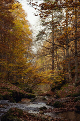 Autumn season in Route of the Waterfalls of Puente Ra, Sierra Cebollera Natural Park, Cameros, La Rioja, Spain