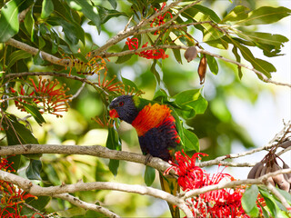 Rainbow Lorikeet (Trichoglossus moluccanus) perched in a flowering Australian Firewheel Tree (stenocarpus sinuatus).