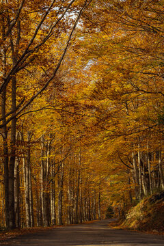 Autumn season in Route of the Waterfalls of Puente Ra, Sierra Cebollera Natural Park, Cameros, La Rioja, Spain