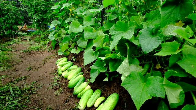 Freshly harvested perfectly grown gherkin cucumbers laying in row on ground ready to be collected and moving camera away backwards revealing lot more blooming plants climbing to arch shaped trellis