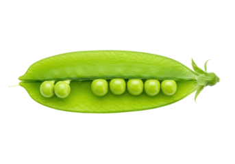 Isolated close-up of a vibrant green open pea pod with plump, round peas ready to be harvested