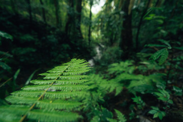 Green fern leaves in the rainforest, nature and leaves