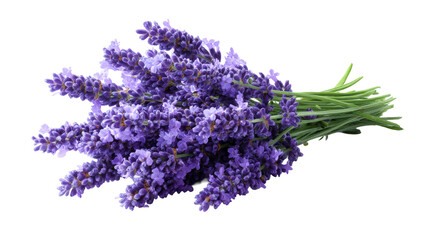 Bunch of Fresh Lavender Flowers with Green Stems