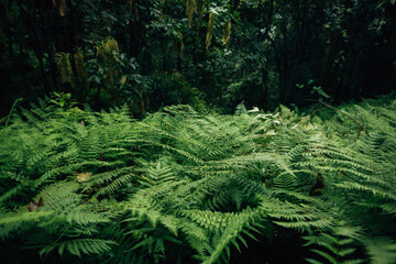 Green fern leaves in the rainforest, nature and leaves