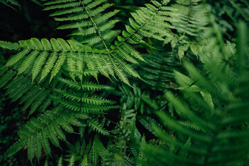 Green fern leaves in the rainforest, nature and leaves