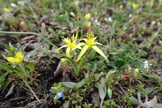 Pair of yellow flowers of least gagea in April