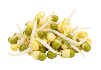 Isolated pile of fresh mung bean sprouts ready to be cooked in Asian cuisine dishes