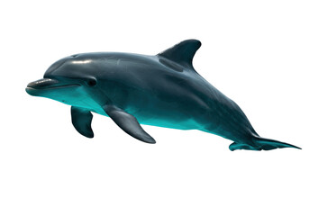 Isolated bottlenose dolphin graceful marine mammal ocean inhabitant sea creature predator