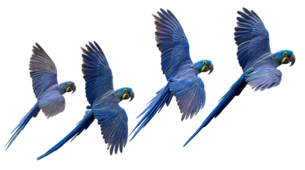 Sequence of blue hyacinth macaws in flight