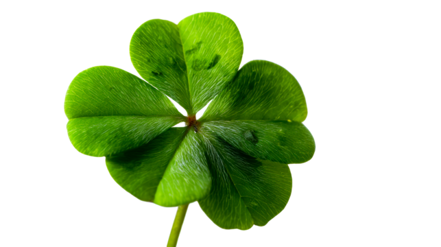 Green Four-Leaf Clover Isolated on White Background - Powered by Adobe